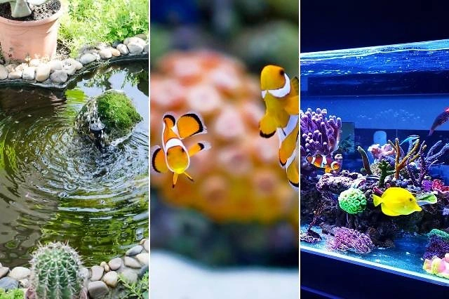 S Teiche Aquaristik