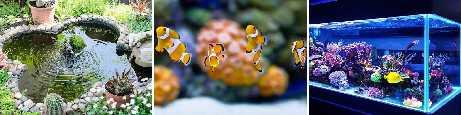L Teiche Aquaristik